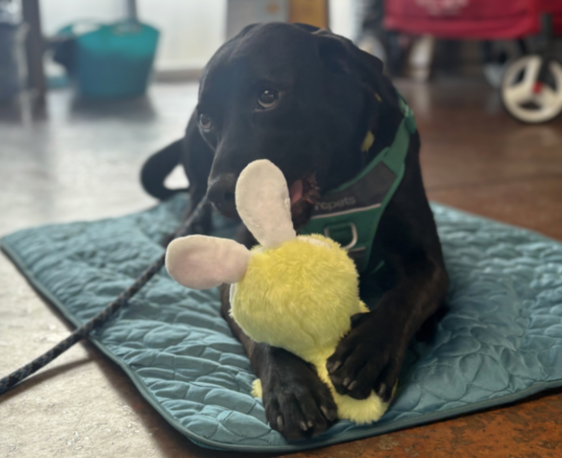 Helping Dogs Beat the Heat: Supporting True Companions (May Donation)