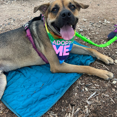 Keeping Tails Wagging This Summer: Supporting PAWS of Central Texas (April Donation)