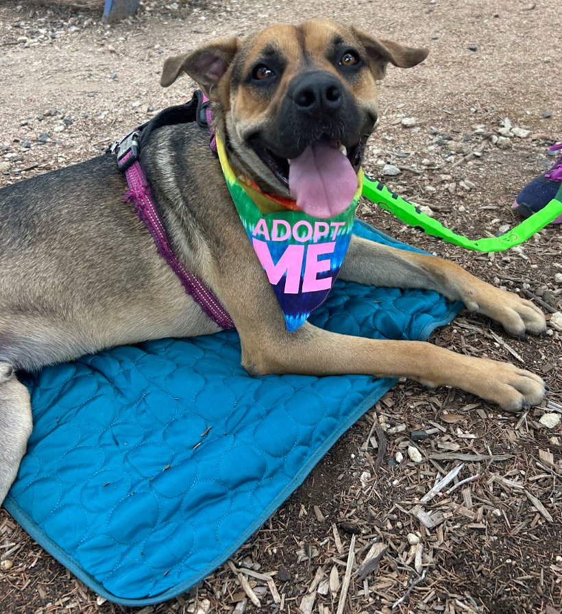 Keeping Tails Wagging This Summer: Supporting PAWS of Central Texas (April Donation)