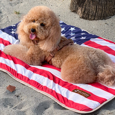How to Keep Your Dog Calm During Holiday Fireworks