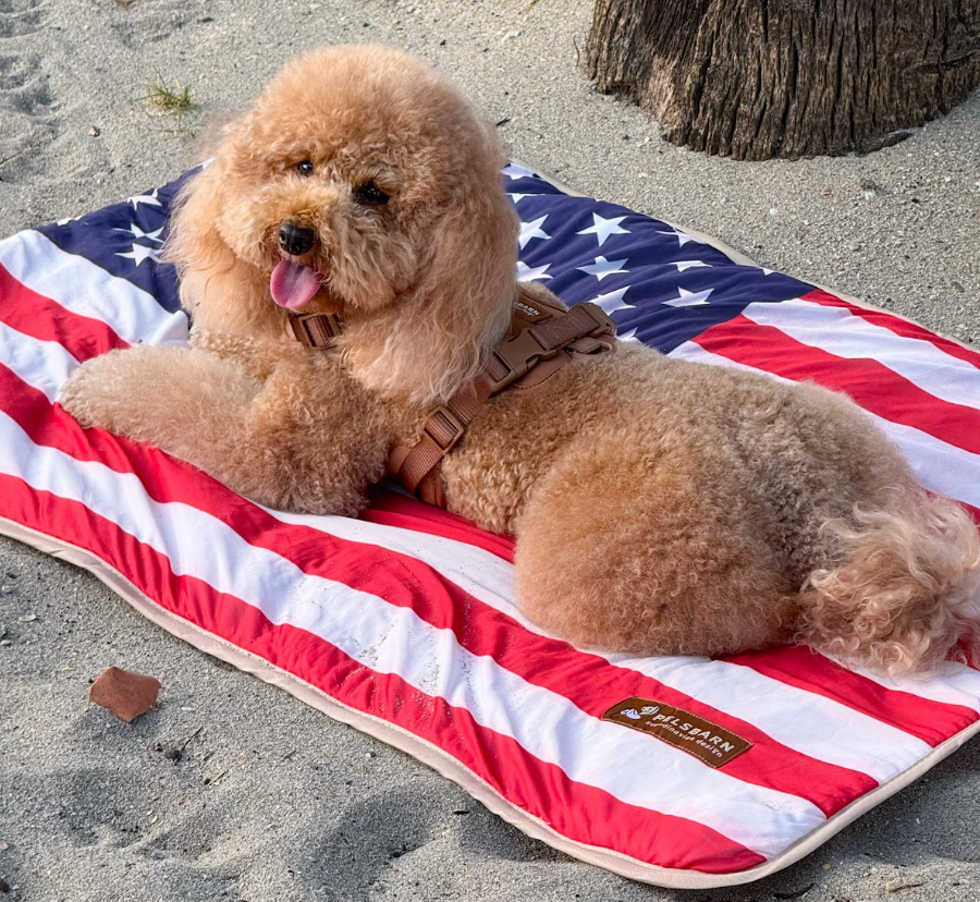 How to Keep Your Dog Calm During Holiday Fireworks