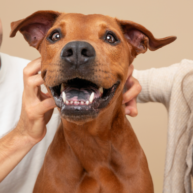 Maya's Story: The Pup Who Inspired Pelsbarn