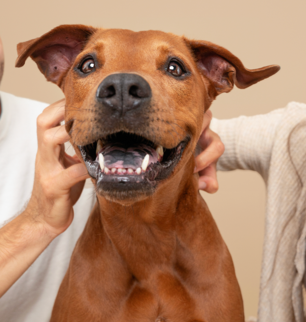 Maya's Story: The Pup Who Inspired Pelsbarn