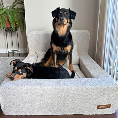 Orthopedic Dog Beds: Does Your Dog Really Need One?