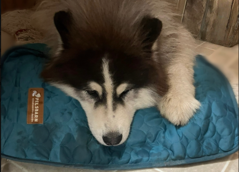 A Special 4th of July Donation to Decator’s Place (Mid Missouri Malamute Rescue)