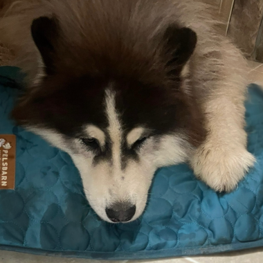 A Special 4th of July Donation to Decator’s Place (Mid Missouri Malamute Rescue)