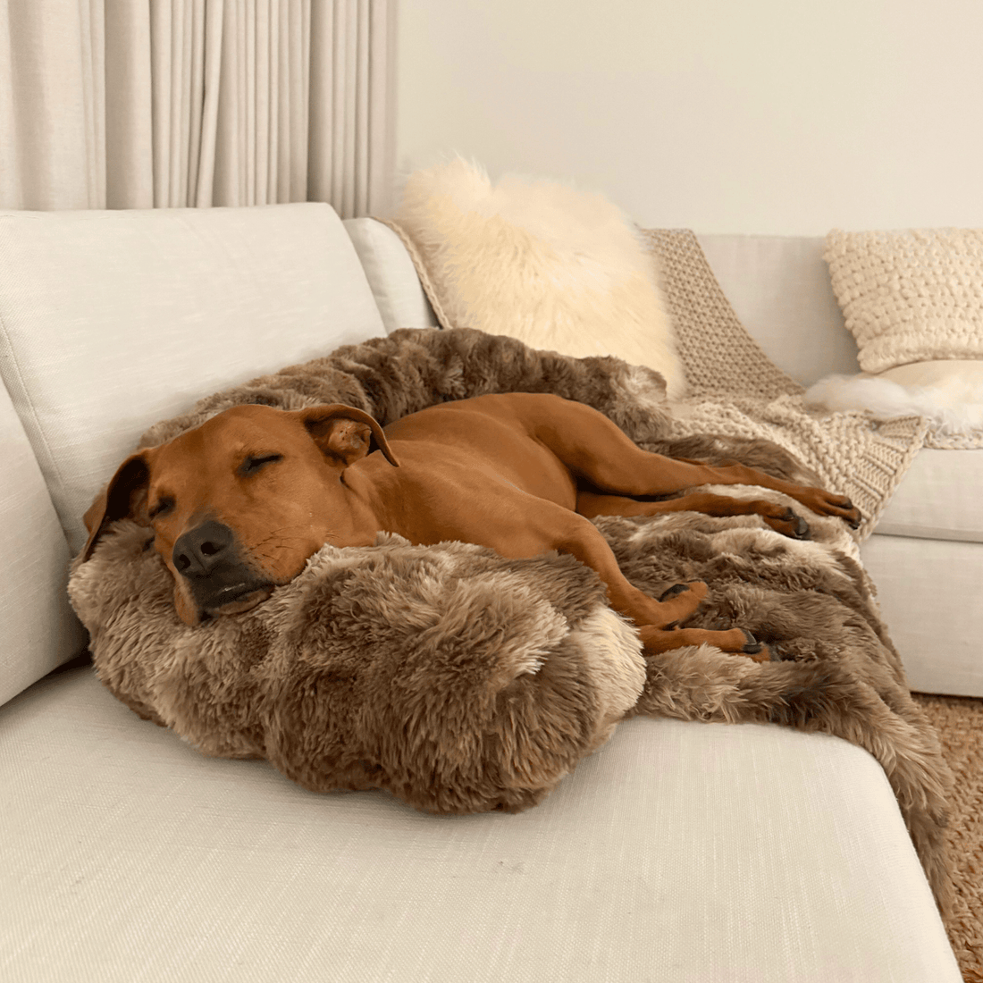 Easy Dog-Friendly Holiday Treat Recipes (No Special Tools Needed)