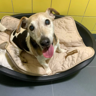 DOA: Because of You, Tails Are Wagging Again (July Donation)