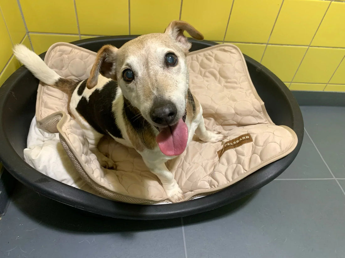 DOA: Because of You, Tails Are Wagging Again (July Donation)