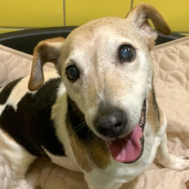 DOA: Because of You, Tails Are Wagging Again (July Donation)
