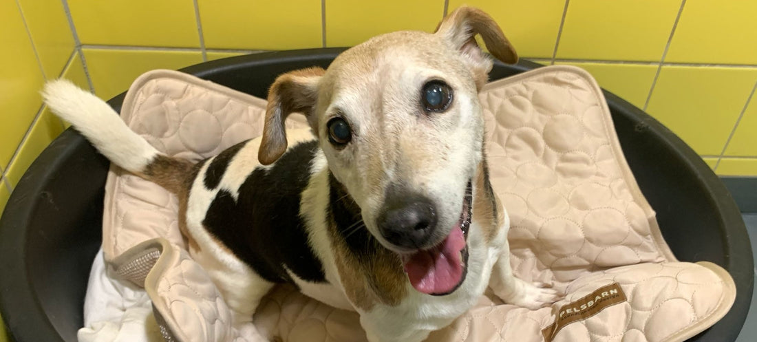 DOA: Because of You, Tails Are Wagging Again (July Donation)