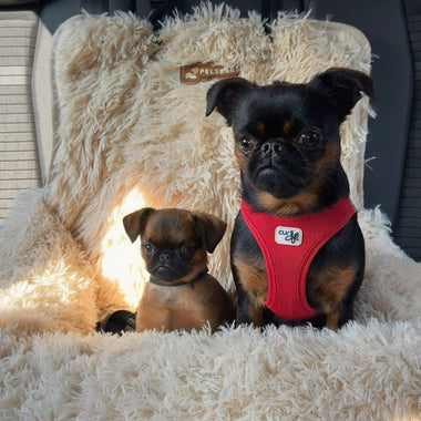 The Truth About Shelter Dogs – Myths Busted