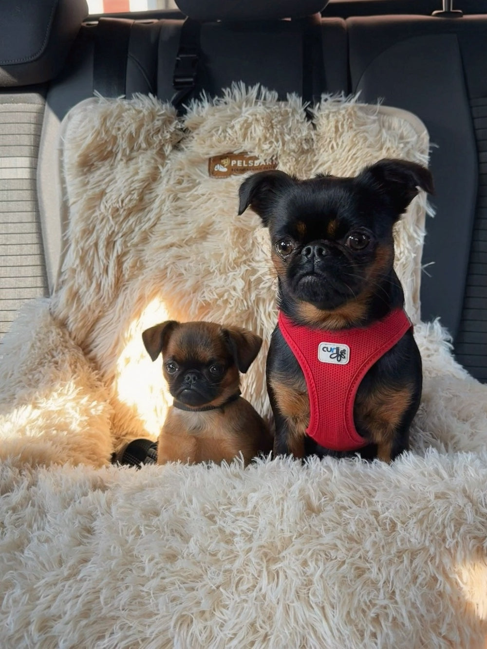 The Truth About Shelter Dogs – Myths Busted