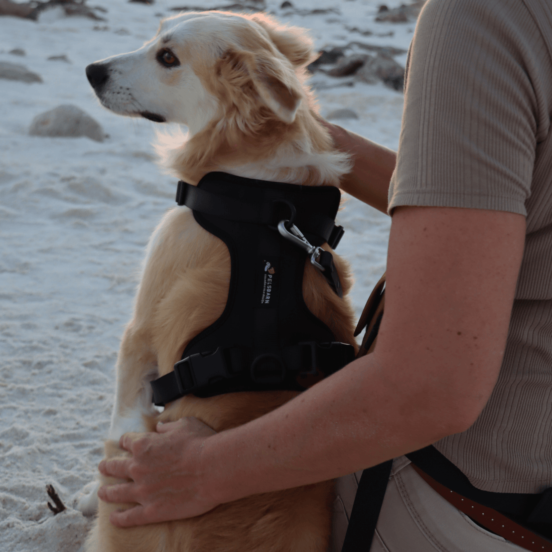 New Year, New Dog: Small Habits That Make a Big Difference in 2026