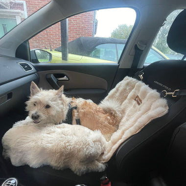 Car Bed vs Regular Dog Bed: What’s the Difference?