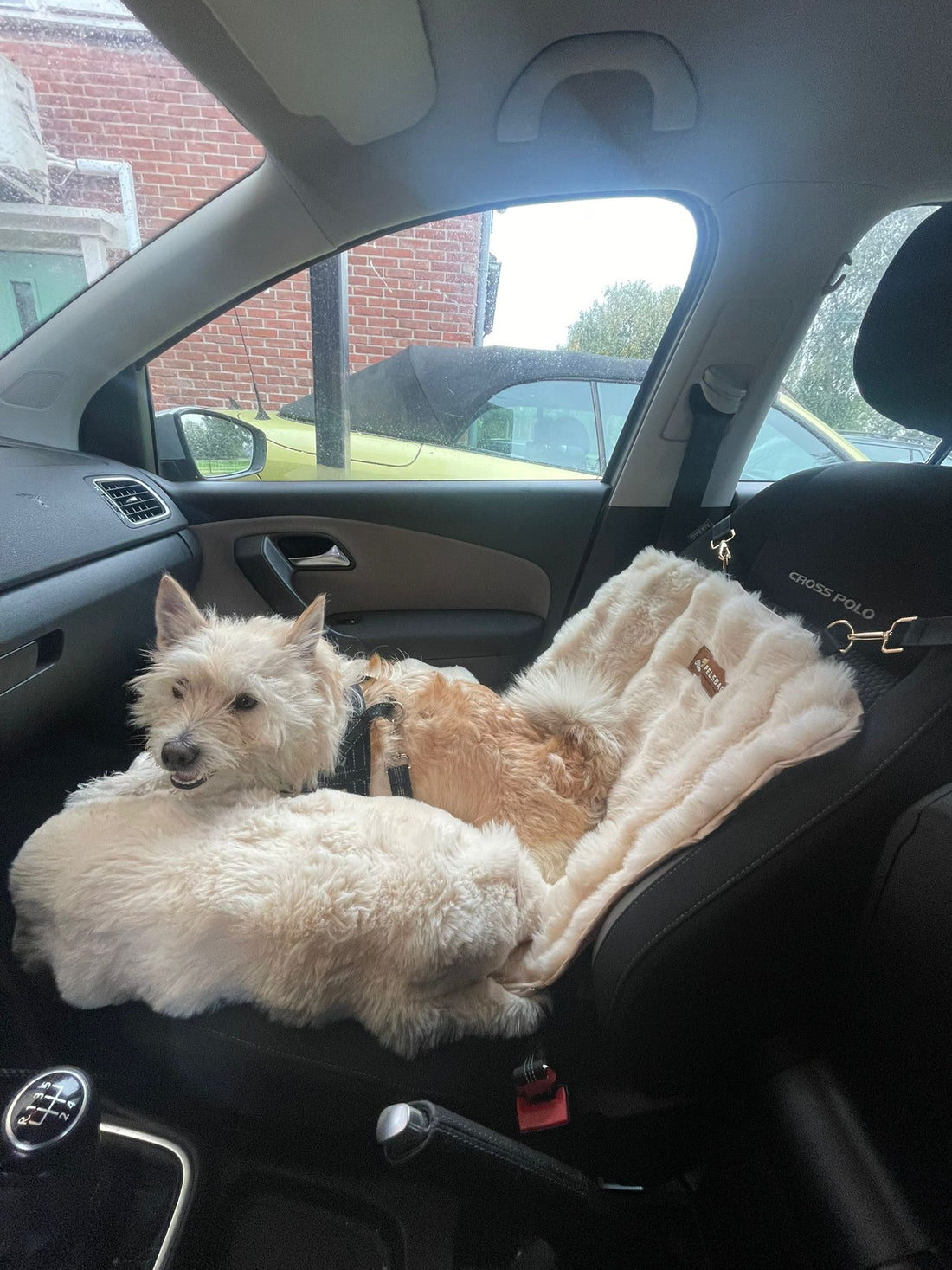 Car Bed vs Regular Dog Bed: What’s the Difference?