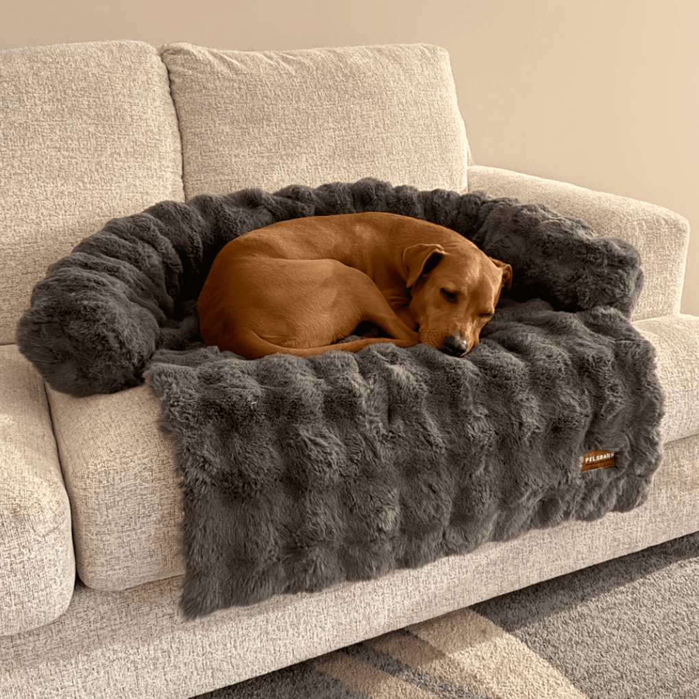 Is Your Dog "Over-Threshold"? 4 Proven Steps to Calm the Chaos