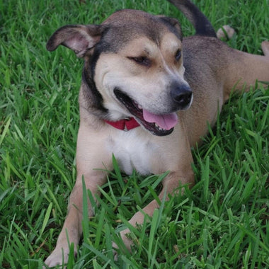 Meet Fernando: The Sweetheart Who’s Been Waiting His Whole Life for a Home 🐾