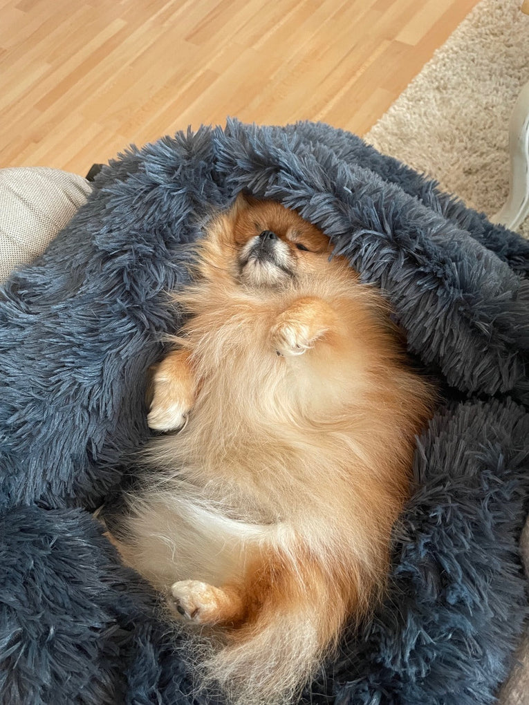 Sleep Well, Live Better: Every Dog Deserves a 5-Star Rest