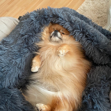 Sleep Well, Live Better: Every Dog Deserves a 5-Star Rest