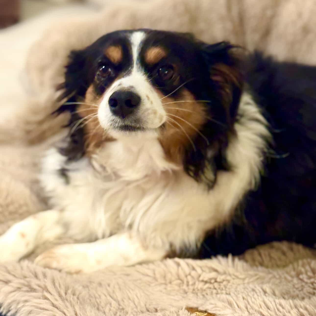 Beyond "Soft": Why Your Dog’s Bed Needs a Performance Standard