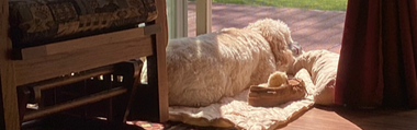 How to Prepare Your Home for a Rescue Dog