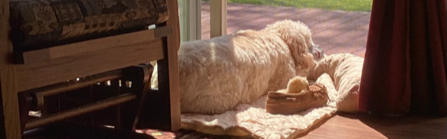How to Prepare Your Home for a Rescue Dog
