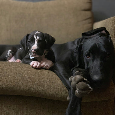 Why large breeds benefit from orthopedic support