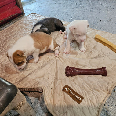 Jenni’s Rescue Ranch: Keeping Rescued Fur Babies Cool and Cozy (July Donation)
