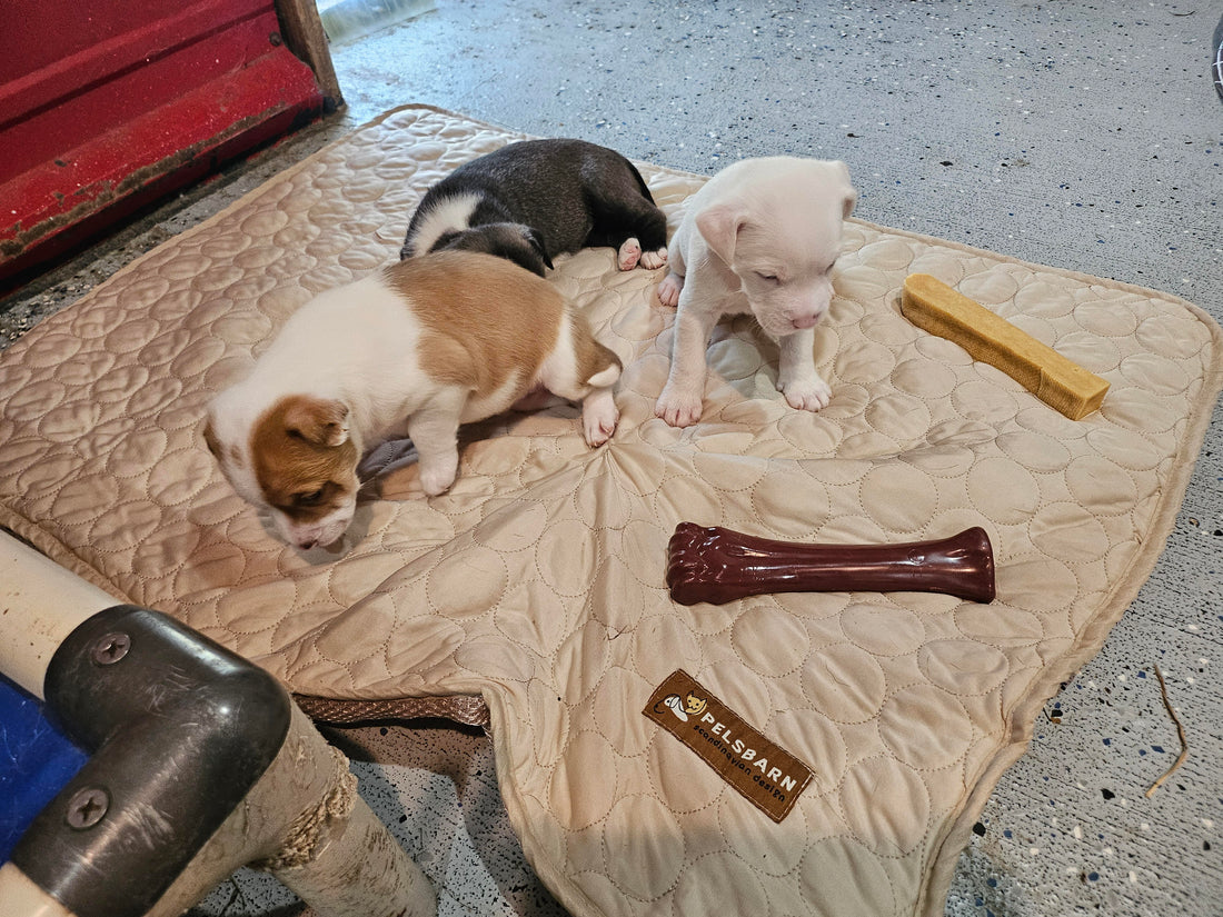 Jenni’s Rescue Ranch: Keeping Rescued Fur Babies Cool and Cozy (July Donation)