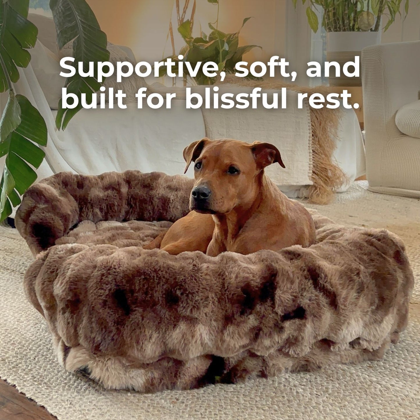 Give Your Dog the Gift of Healing Rest