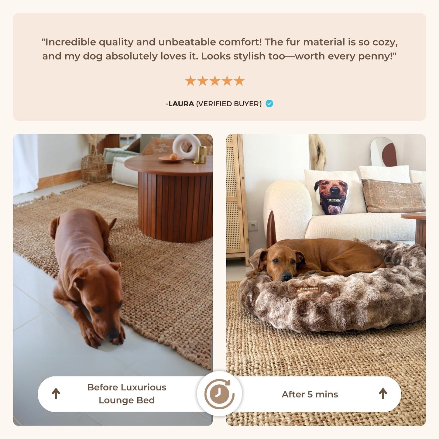 New: The Science of Canine Comfort