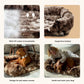Give Your Dog the Gift of Healing Rest