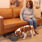 Elevated Dog Feeder