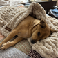 Throw Blanket