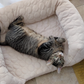 Orthopedic Cooling Dog Bed