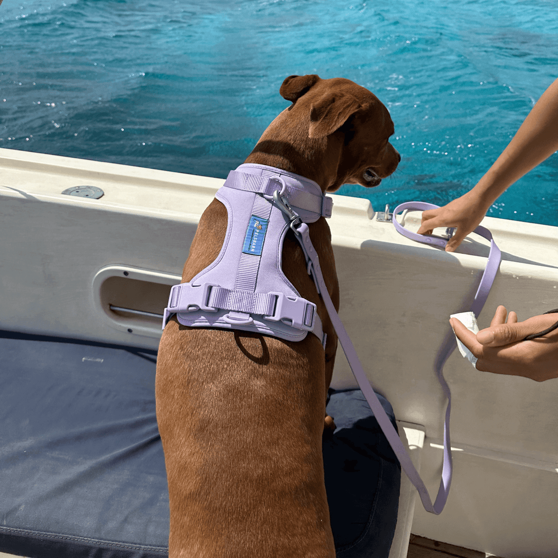 Pelsbarn No-Pull Harness Walk Kit