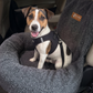 Teddy Car Bed ( 1+1 )