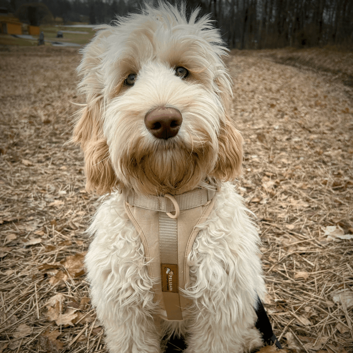 Pelsbarn No-Pull Harness Walk Kit