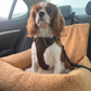 Teddy Car Bed ( 1+1 )