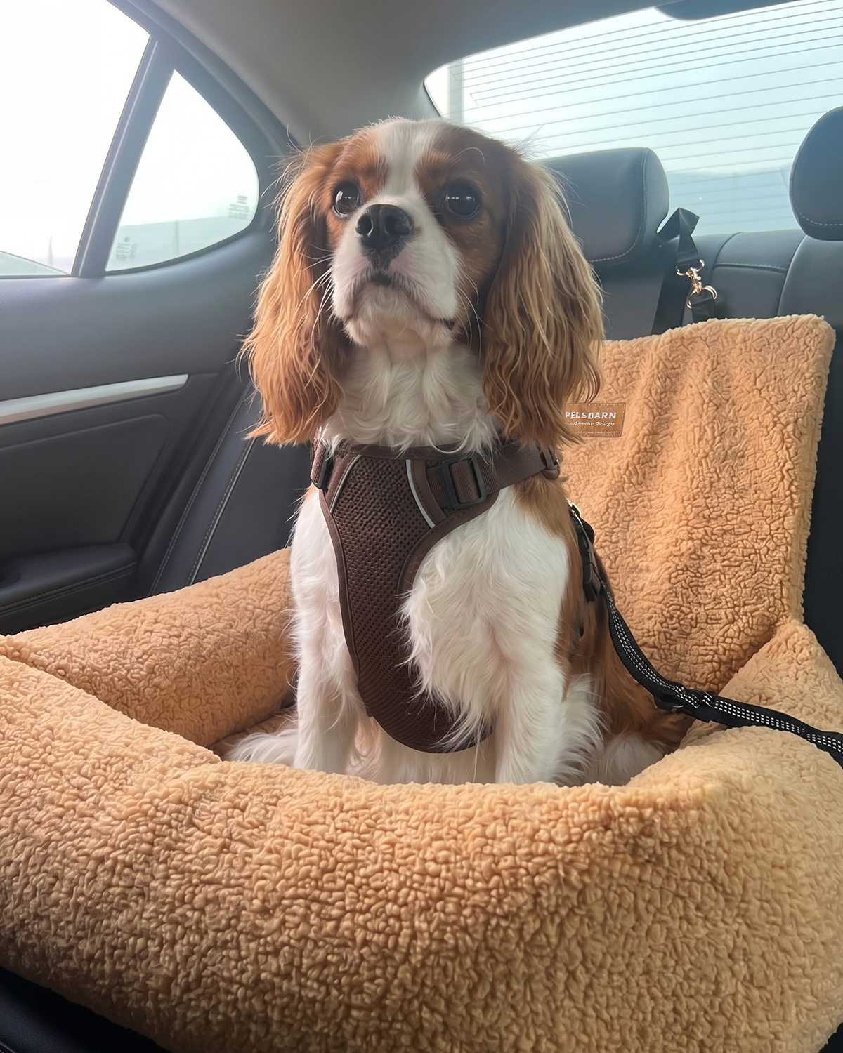 Teddy Car Bed ( 1+1 )