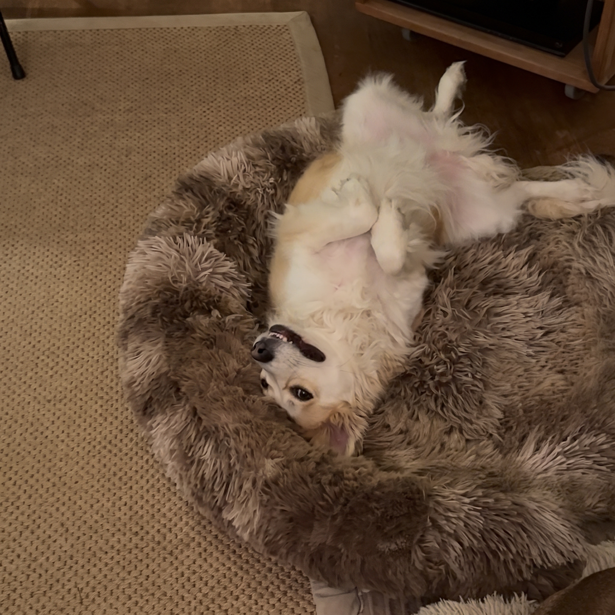 Original Calming Bed