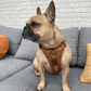 Pelsbarn No-Pull Harness Walk Kit