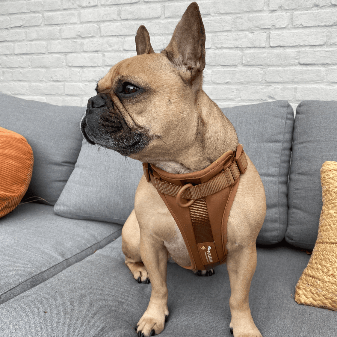 Pelsbarn No-Pull Harness Walk Kit