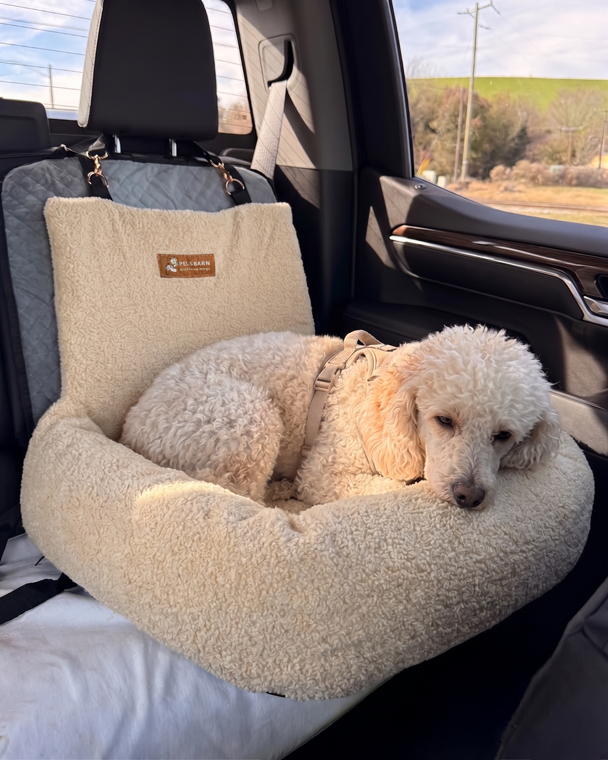 Teddy Car Bed ( 1+1 )