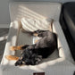 The Real Dog Bed + Free Calming Blanket