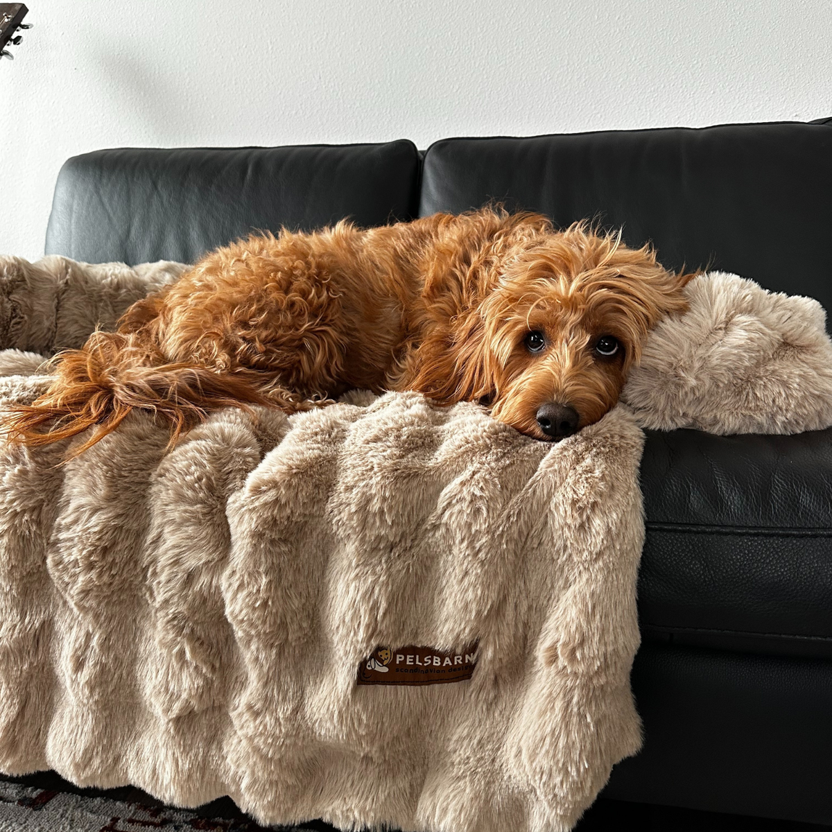 Luxurious Sofa Bed