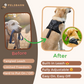 All-In-One Dog Harness & Retractable Leash