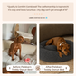 Teddy Donut Bed (1+1 )
