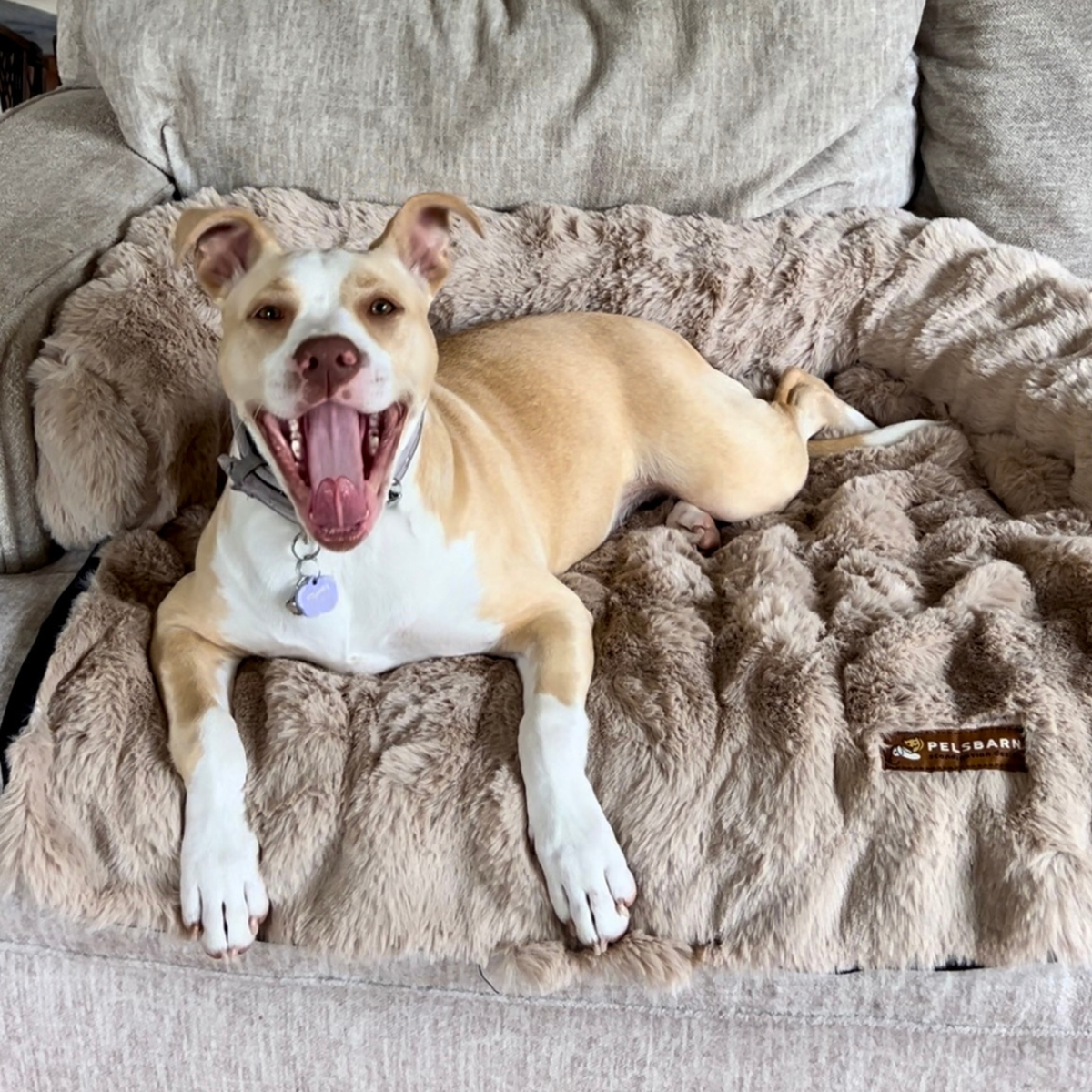 Luxurious Sofa Bed